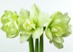 hippeastrum Marilyn (1)